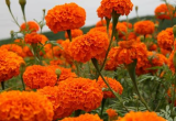  Pure Marigold Extract 5__98_ Lutein Ester